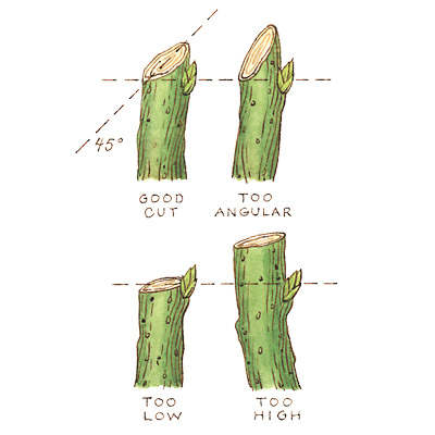 illustration on how to prune shrub