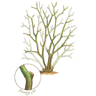 illustration of how to prune shrub