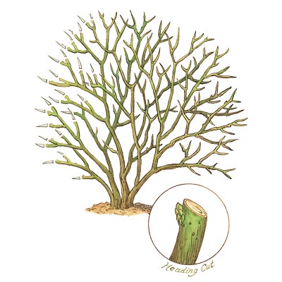 illustration of how to prune shrub