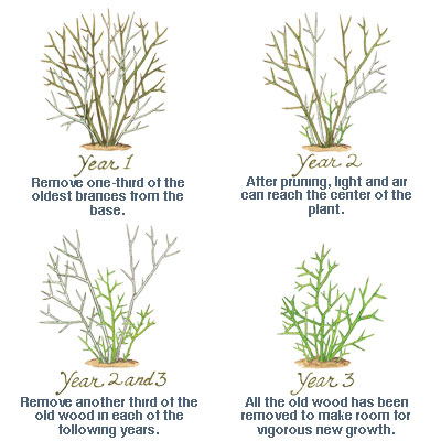 illustration of how to prune shrub