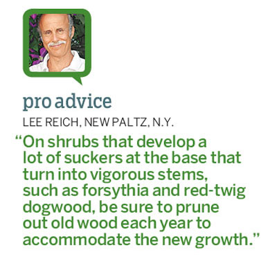 illustration of how to prune shrub