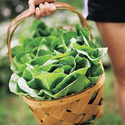 a basket of lettuce