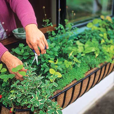 someone snipping a few herbs from their windowbox
