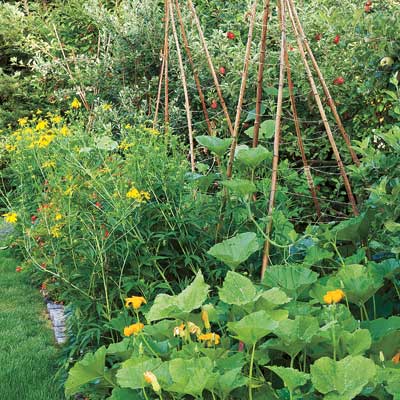 bamboo stake tepees for squash vines