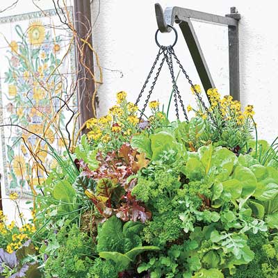 a hanging pot with salad greens