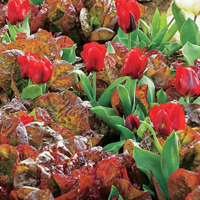 red leaf lettuce and red tulips