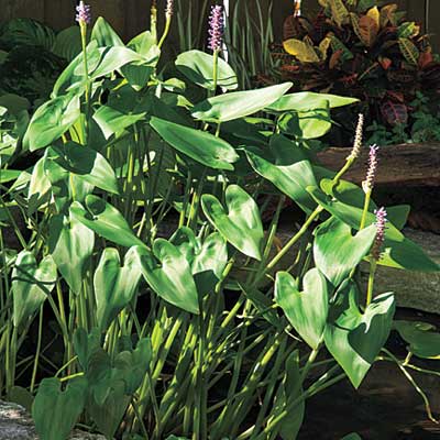 plant
