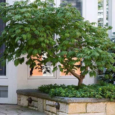 ornamental tree