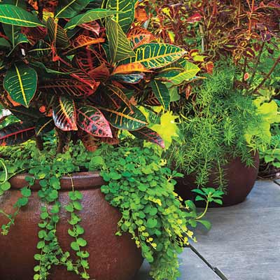 container garden