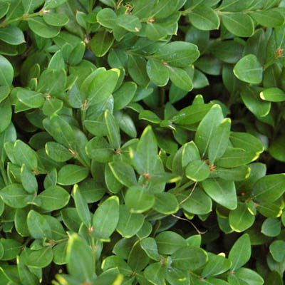 boxwood