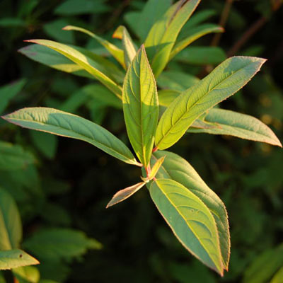 sweetspire plant