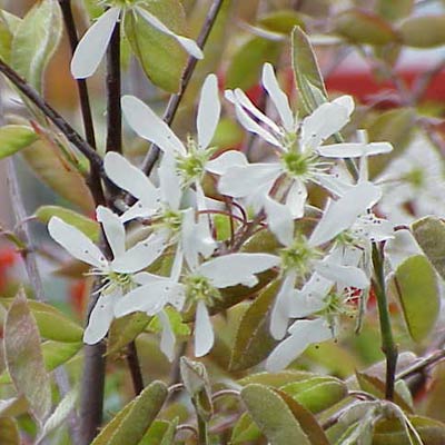 serviceberry plant
