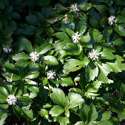 pachysandra plant