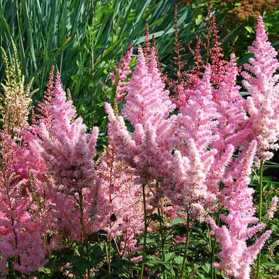 astilbe rheinland plant