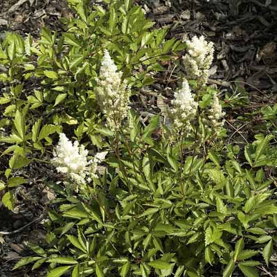 astilbe deutschland plant