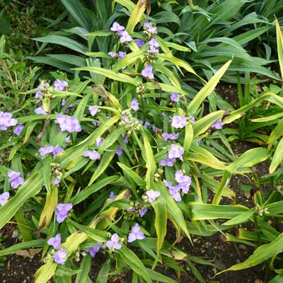 spiderwort plant