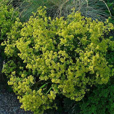 lady's mantle plant