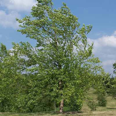 river birch