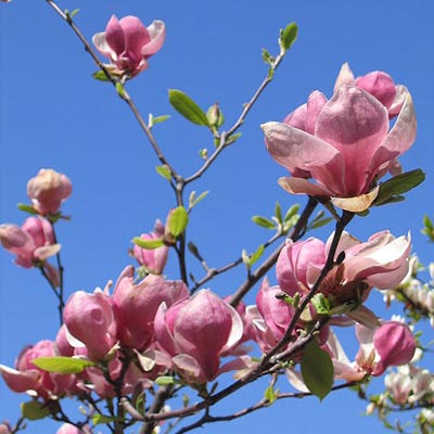 saucer magnolia