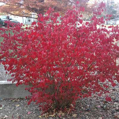 burning bush