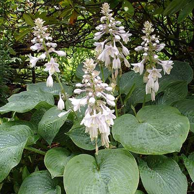 hosta elegans plant