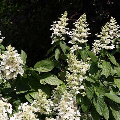 panicle hydrangea plant