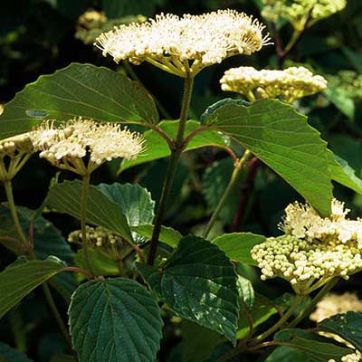 arrow wood viburnum plant