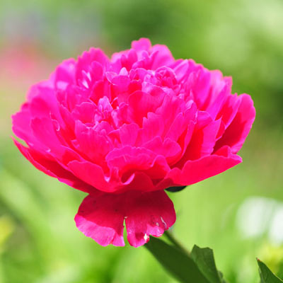 kansas peony