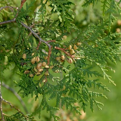 arborviate plant