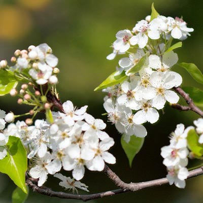 callery pear plant