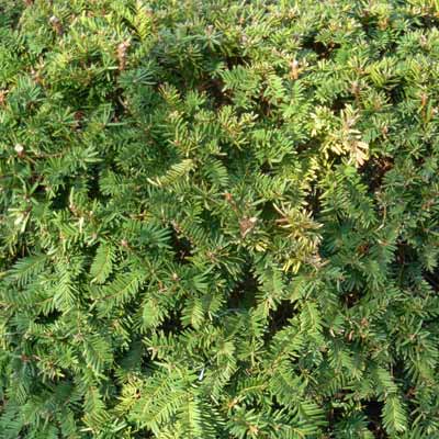 yew plant