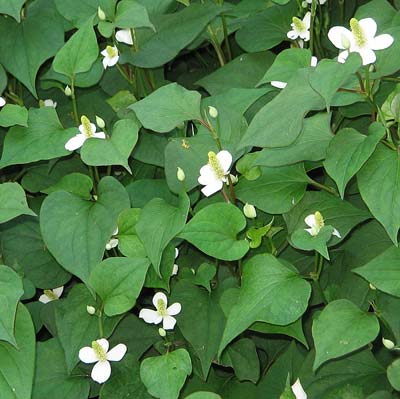 houttuynia plant