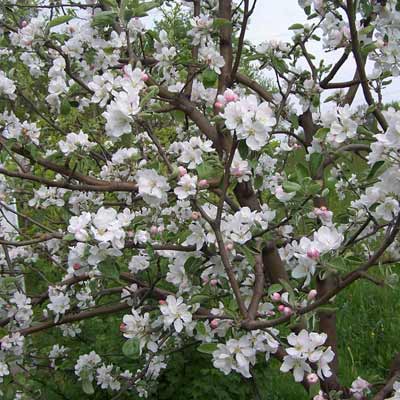 crab apple plant
