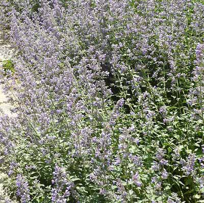 catmint plant
