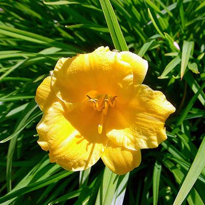daylily plant