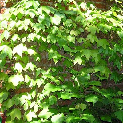 boston ivy plant