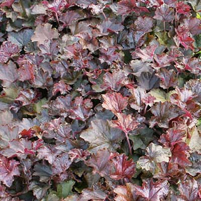 coral bells plant