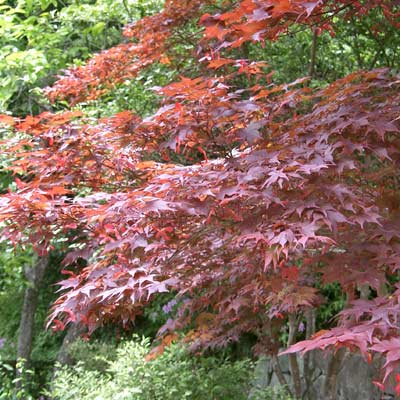 japanese maple tree