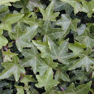 english ivy plant