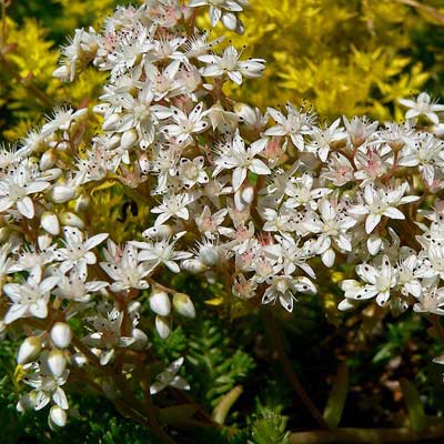 sedum autumn joy plant