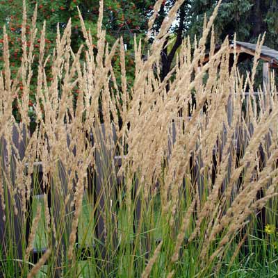 feather reed grass