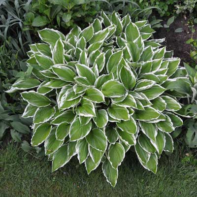 hosta patriot plant