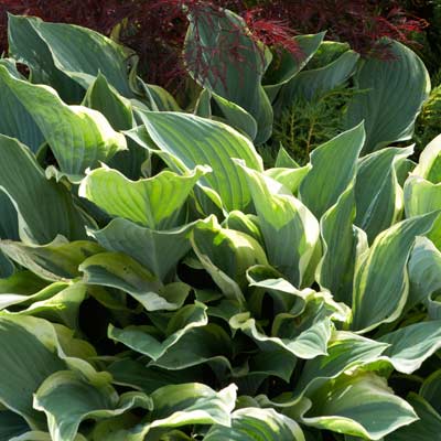 hosta regal splendor plant