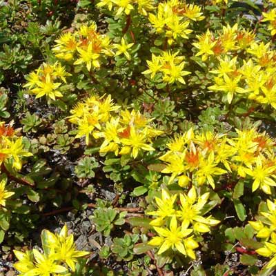 bailey's gold sedum plant