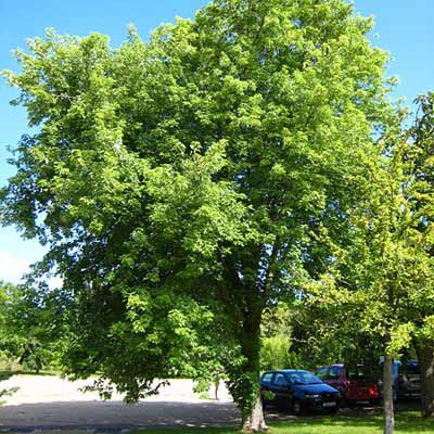 silver maple tree