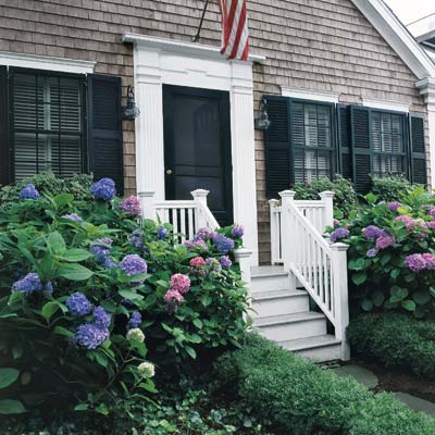 pink to deep blue mophead hydrangeas