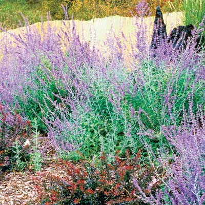 Russian sage and russet-colored Japanese barberry in late summer