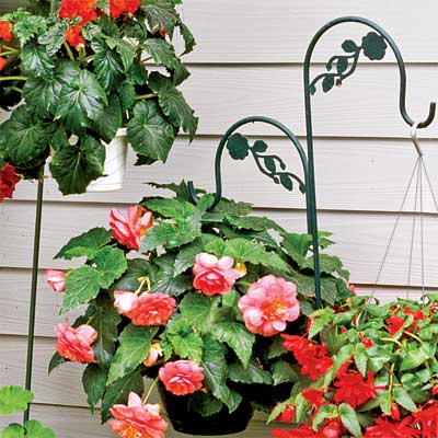 tuberose begonias in hanging pots