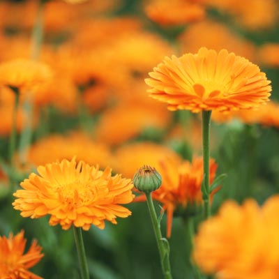 marigolds