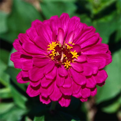 a magenta zinnia
